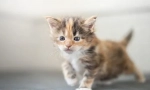 От храненето на котенце мейн куон по месеци
